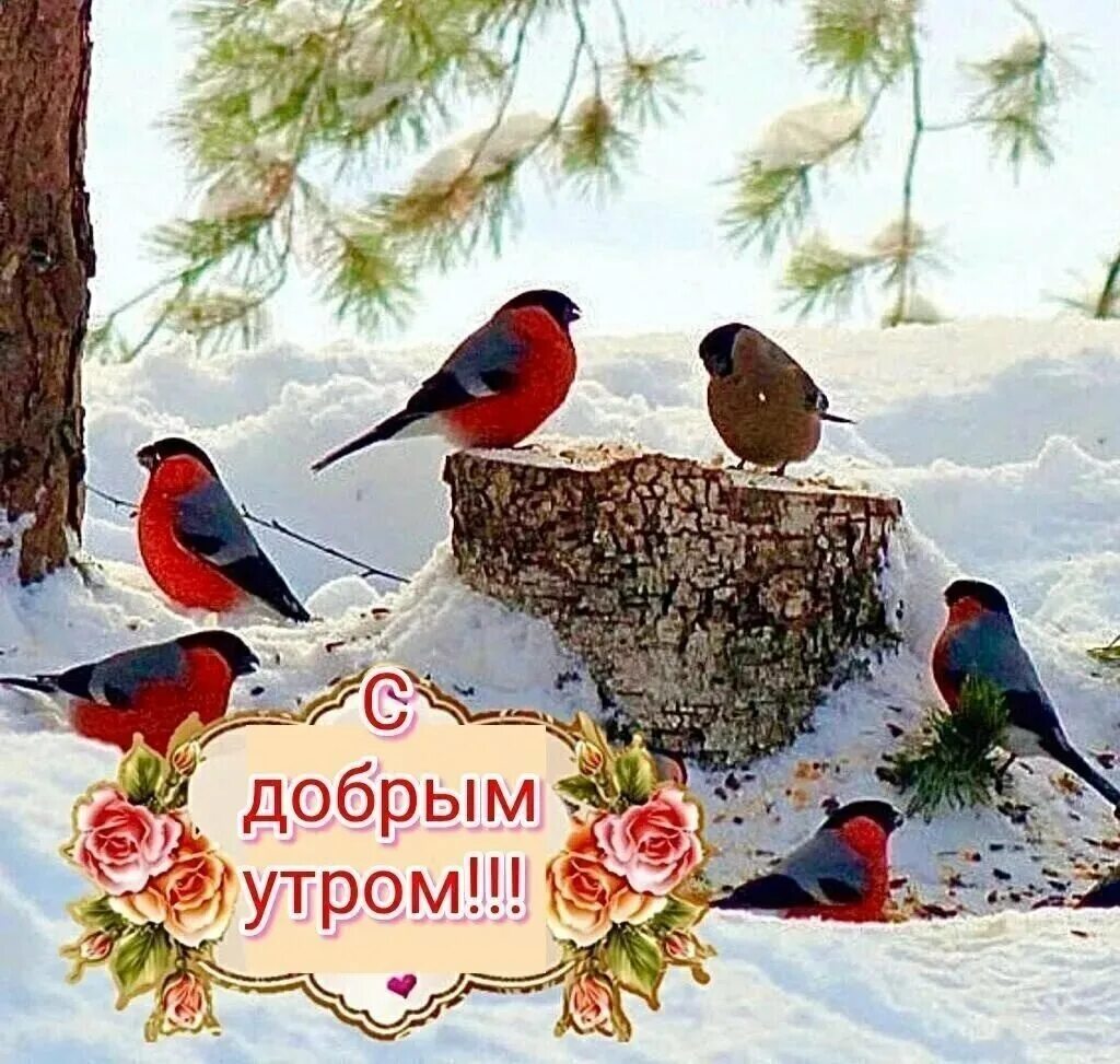Картинки с добрым утром красивые с птицами. Доброго зимнего утра с птичками. открытки с добрым морозным утром. с добрым утром зима. до брое утрт с птицами зимой.