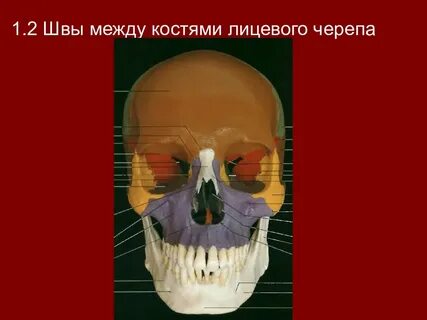 Челюсть образует черепную коробку