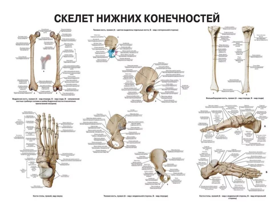 Нижние конечности являются. Скелет нижней конечности латынь. Кости нижних конечностей человека анатомия. Строение скелета нижней конечности анатомия. Кости нижней конечности вид спереди.