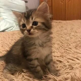Котят которых продают