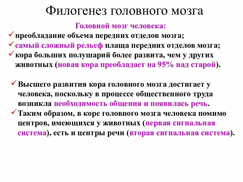 Филогенез систем. Филогенез мозга. Филогенез головного мозга у позвоночных животных. Филогенез головного мозга человека. Филогенез головного мозга таблица.