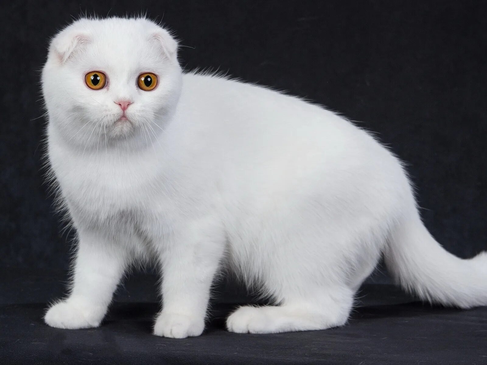 Шотландская порода кошек окрасы. Шотландская вислоухая кошка белая. Шотландский вислоухий кот белый. Скоттиш-фолд Шотландская вислоухая белая. Шотланскаявислоухакошка.