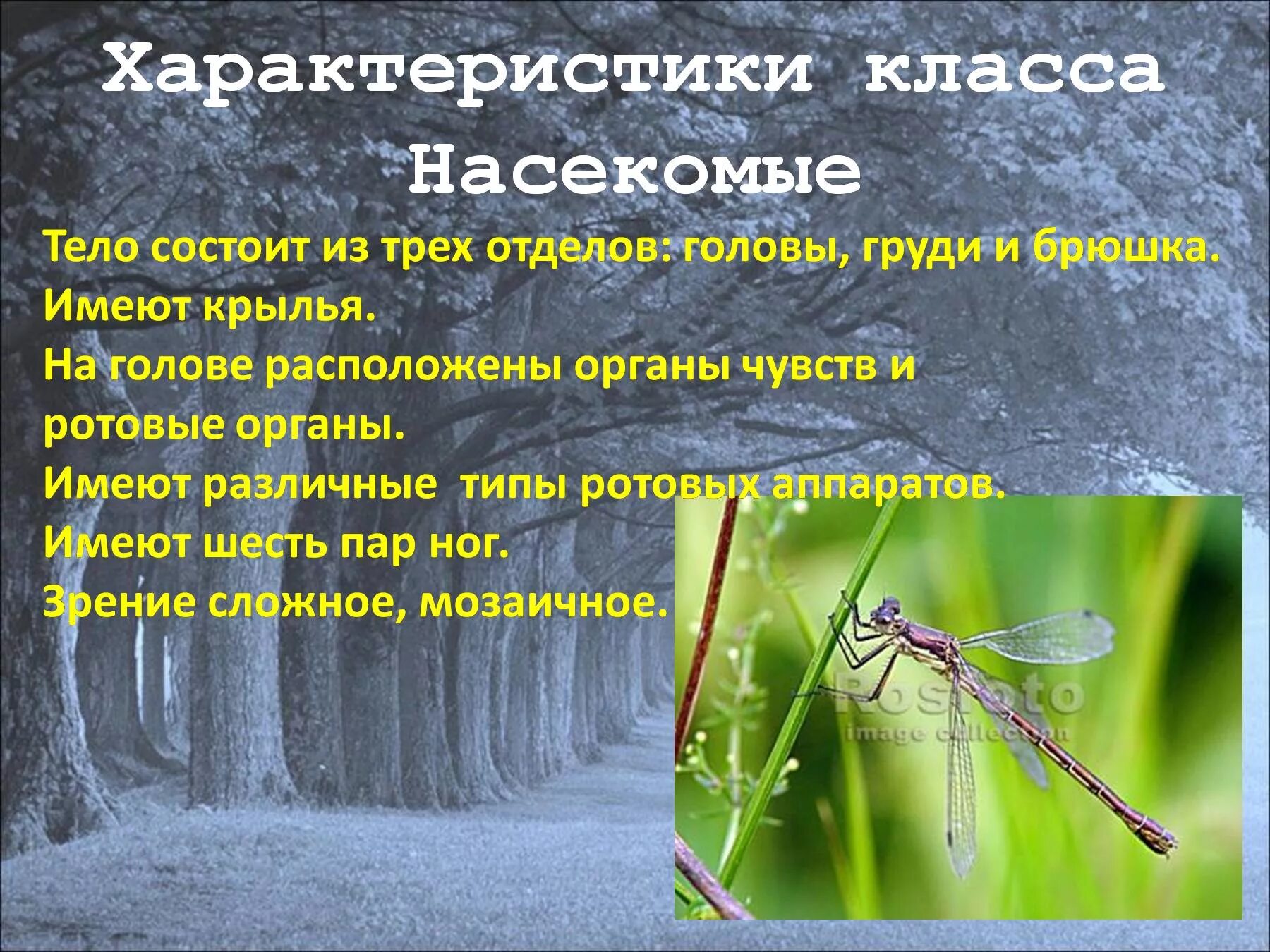 Характеристика класса насекомые. Класс насекомые общая характеристика. Особенности класса насекомые. Основные черты класса насекомые.