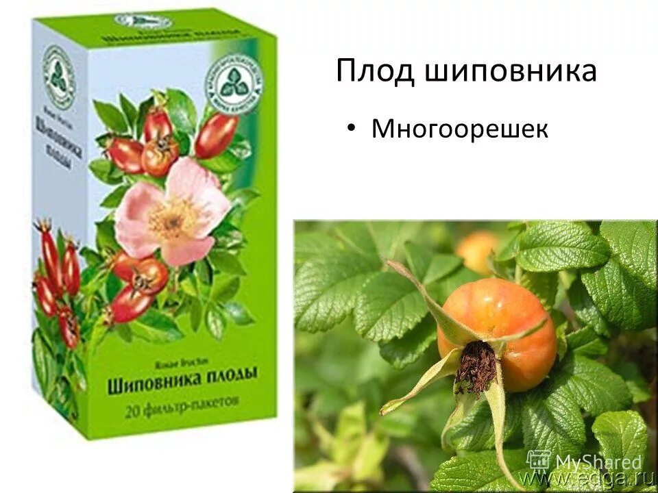 многоорешек семейство. строение плода многоорешек.