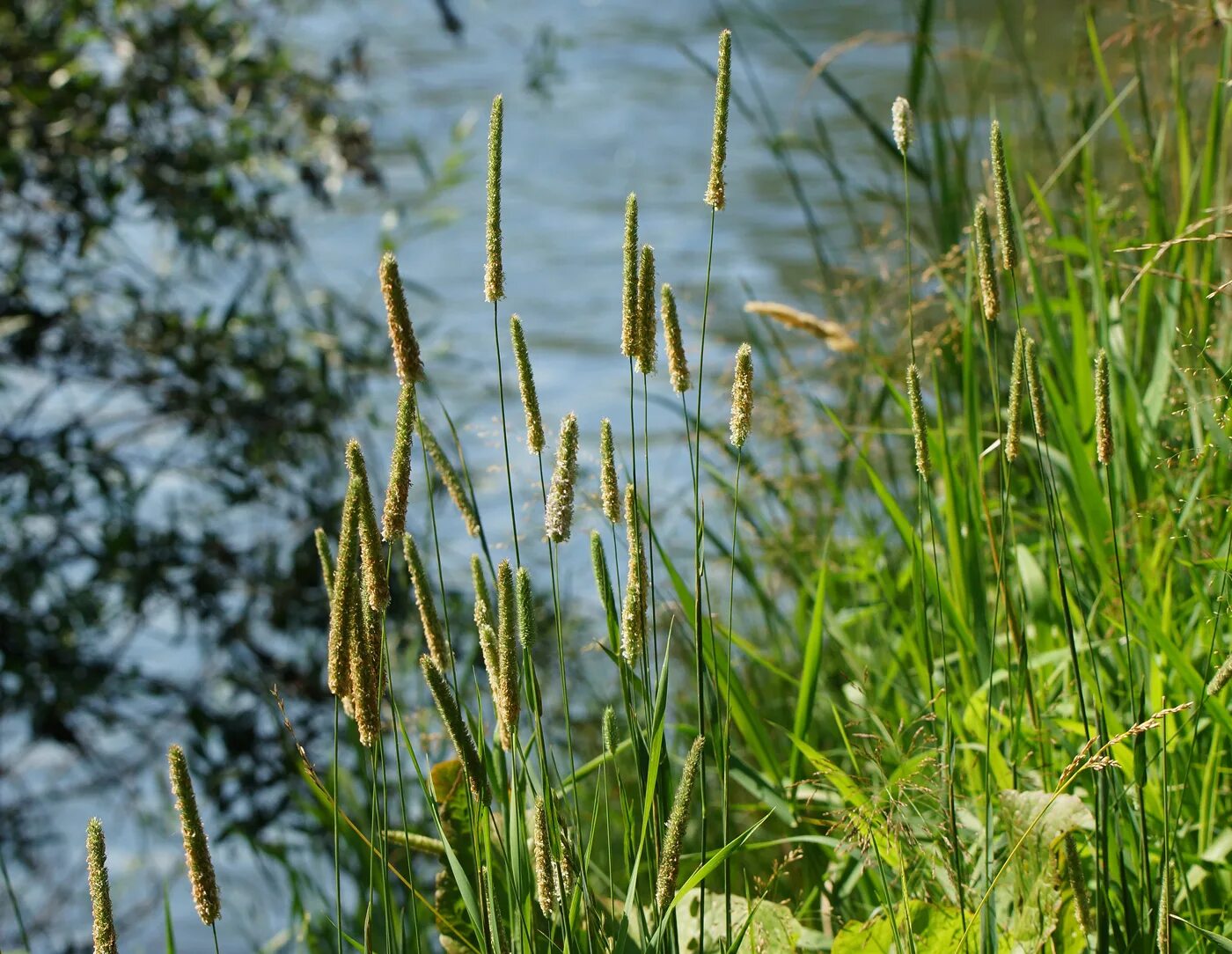 Что такое тимофеевка. Тимофеевка степная (phleum phleoides). трава тимофеевка луговая. тимофеевка луговая phleum pratense l.. растения луга тимофеевка.