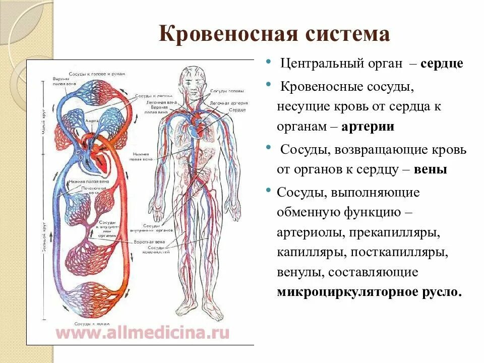 Общее строение кровеносной системы. Кровеносная нервная система. Кровеносная система человека кровеносная. Органы кровеносной системы схема. Сосуды человека анатомия.