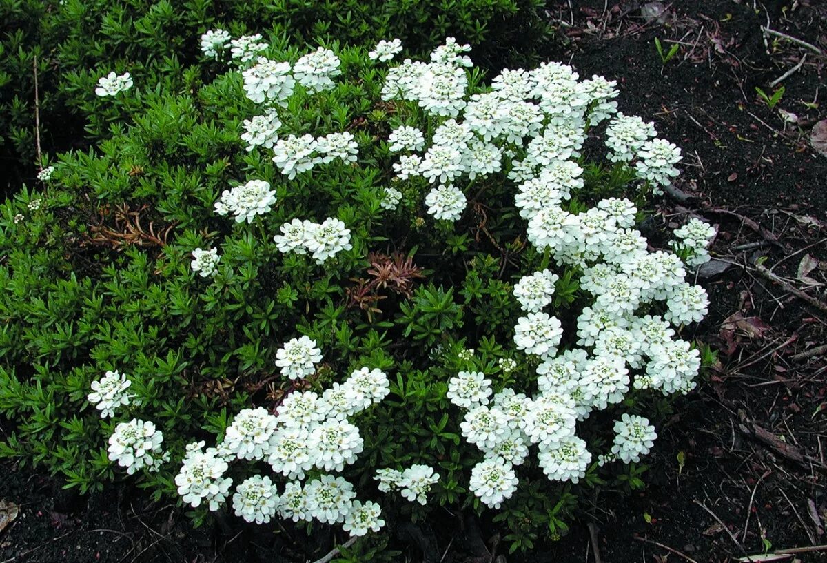 Иберис зонтичный. Иберис вечнозеленый — iberis sempervirens. Иберис гибралтарский. Candytuft иберис. Иберис цветок.