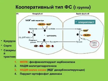 Надф образуется в фазе