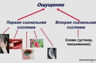 Условные раздражители второй сигнальной системы