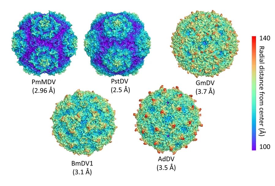 Парвовирус у детей лечение. Canine Parvovirus ДНК-вирус семейства Parvoviridae. Парвовирус строение. Парвовирусы представители.