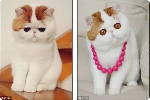 Порода кошек которые выглядят как котята Котишко in 2024 Cute cats, Beautiful cats, Pretty cats