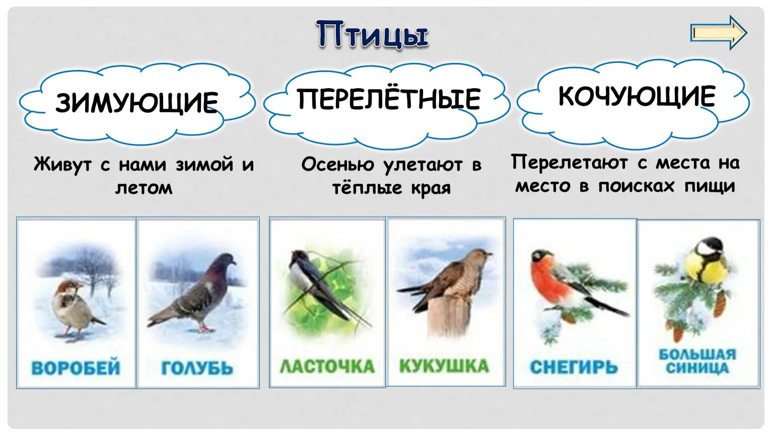 1 класс где зимуют птицы рабочий лист. Перелетные зимующие и кочующие птицы. классификация птиц перелетные кочующие оседлые. птицы зимующие перелетные и кочующие птицы. птицы зимующие- кочующие и осёдлые, перелётные.
