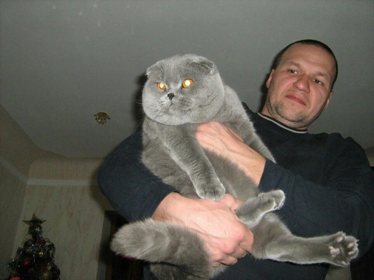Сколько весят вислоухие коты. Взрослый шотландский вислоухий кот. большие британские коты. взрослые шотландские кошки. большие шотландские коты.