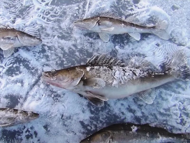 Зимняя рыбалка на судака. Рыбалка на судака зимой. Рыбалка в глухозимье. Ловля судака в глухозимье. Судак в глухозимье.