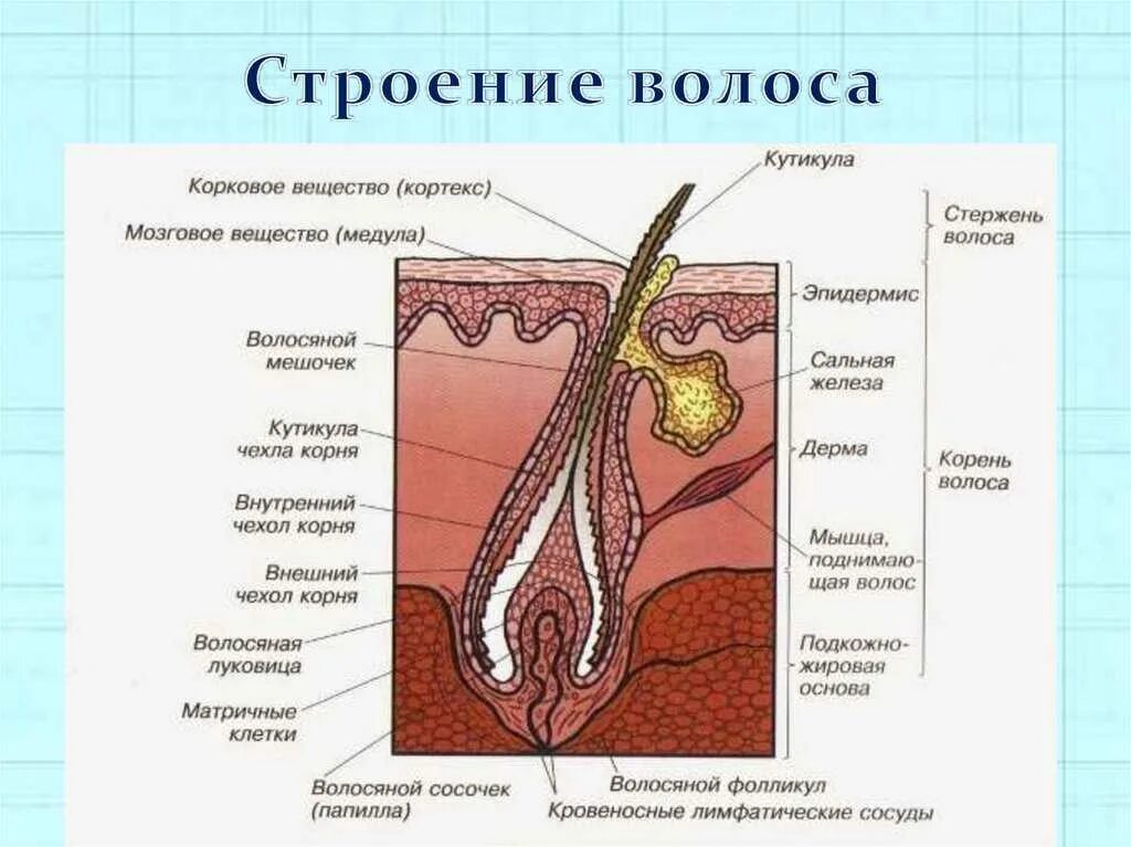 Строение волосяного фолликула схема. Схема строения стержня волоса. Строение волоса структура волосяного стержня. Схема строения корня волоса.