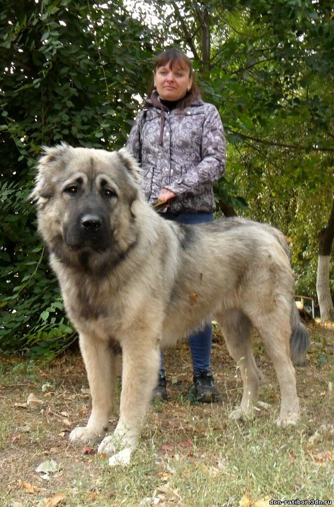 Кавказец отзывы. Пегая кавказская овчарка. Кавказец отзывы. Кавказская овчарка бельгийский. Кавказский.