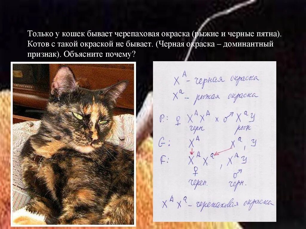 Черепаховая окраска кошек. Почему не бывает котов черепаховой окраски. Рождение котенка с черепаховой окраской. Ген рыжей окраски у кошек.