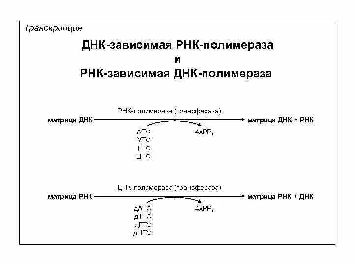 Внутриклеточная локализация ДНК-зависимой РНК-полимеразы. ДНК зависимые РНК полимеразы. Транскрипция РНК схема.