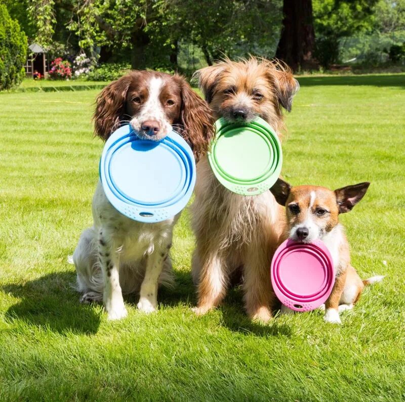 Becobowl миска для собак. Dog and Bowl with Water. Bowl Travel. Keep their Water Bowl Full. Dog. Dish dogs