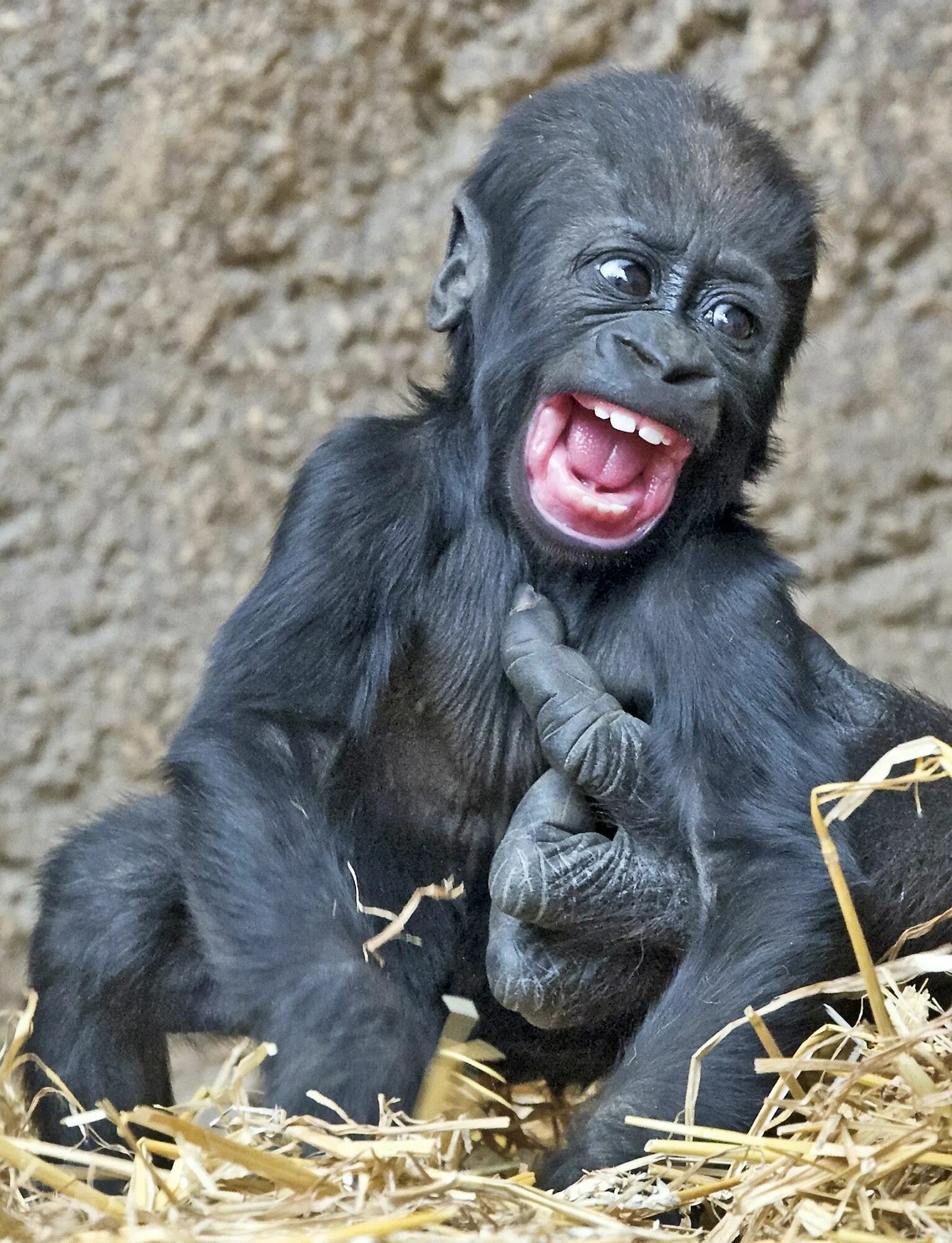 Подборку самых смешных. Маймун горилла. Смешные животные. Забавные обезьяны. Маймун обезьяна.