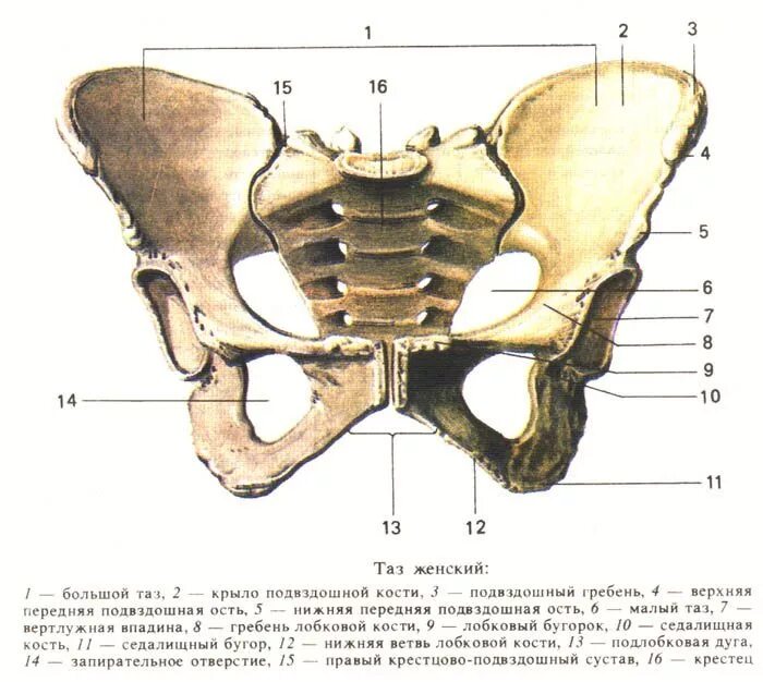Образование подвздошной кости. Женский таз тазовая кость. Строение таза у женщин анатомия кости. Скелет мужского таза вид спереди. Анатомия малый таз кости.