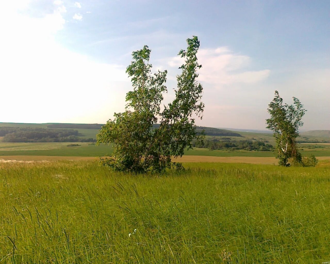 Фон березы поле. Береза в омской области. Природа поле березы. Рязанские поля и березы возле. Рязанские поля и березы возле.