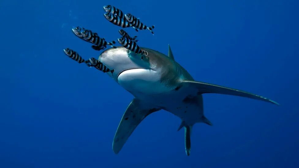 Рыба лоцман. Океаническая длиннокрылая акула. Акула и рыба-лоцман. Комменсализм акула. Рыбка лоцман и акула.