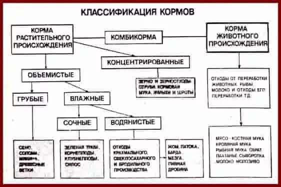 Основные группы кормов. Классификация кормов для сельскохозяйственных животных. Схема классификации кормов. Схема классификации кормов для сельскохозяйственных животных. Классификация кормов для КРС.