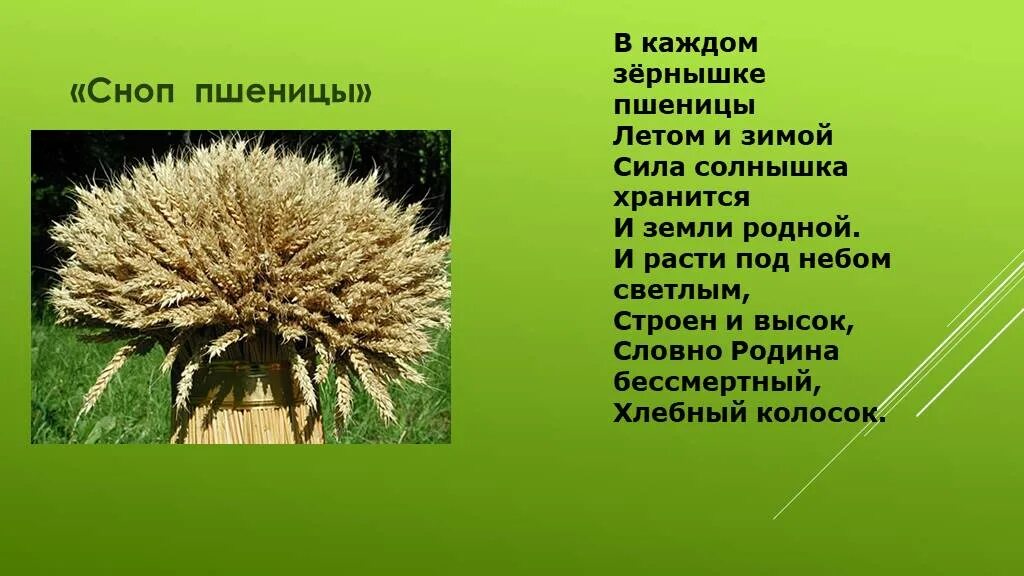 Сноп сканворд. В каждом зернышке пшеницы. Сноп пшеницы. В каждом зернышке пшеницы летом и зимой. Сноп дух.