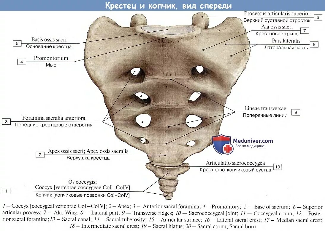 Foramina sacralia. Крестец строение анатомия. Крестец анатомия на латинском и русском. Foramina sacralia pelvina крестец.