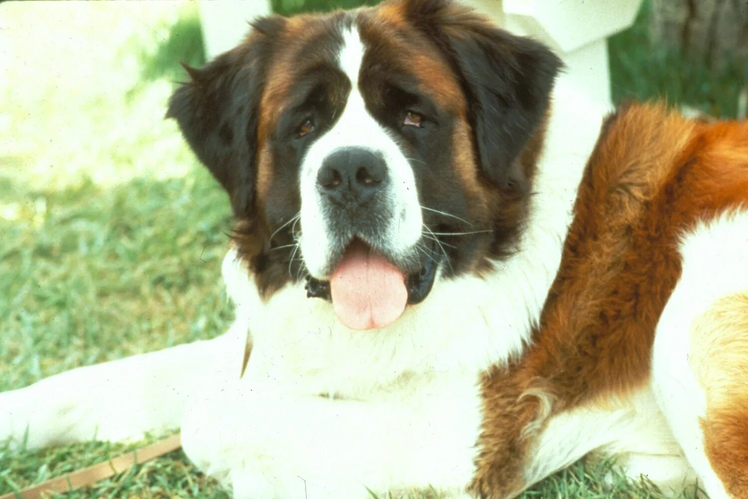 Сенбернар. Сенбернар бетховен. Как называется порода бетховена. Сенбернар бетховен. Как называется порода бетховена.
