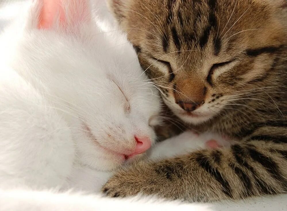 Обниму и согрею. Котята любовь. Котики обнимаются. Кошки нежность. Нежные котята.
