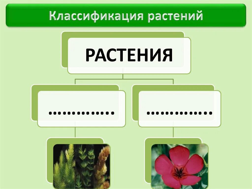 Классификация растений. Царство растений. Царство растений 6 класс. Царство растений 5 класс биология. 5 основных признаков растений