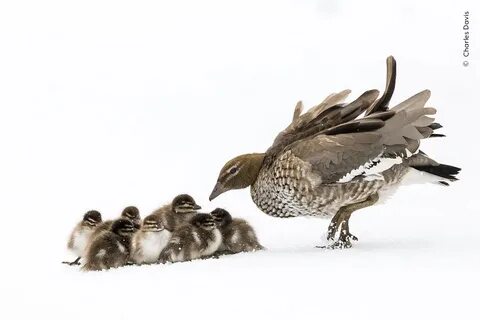 Wildlife photographer of the year 2024