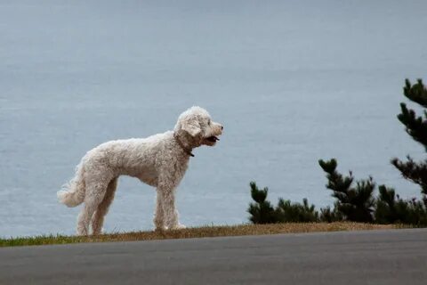 Dog going