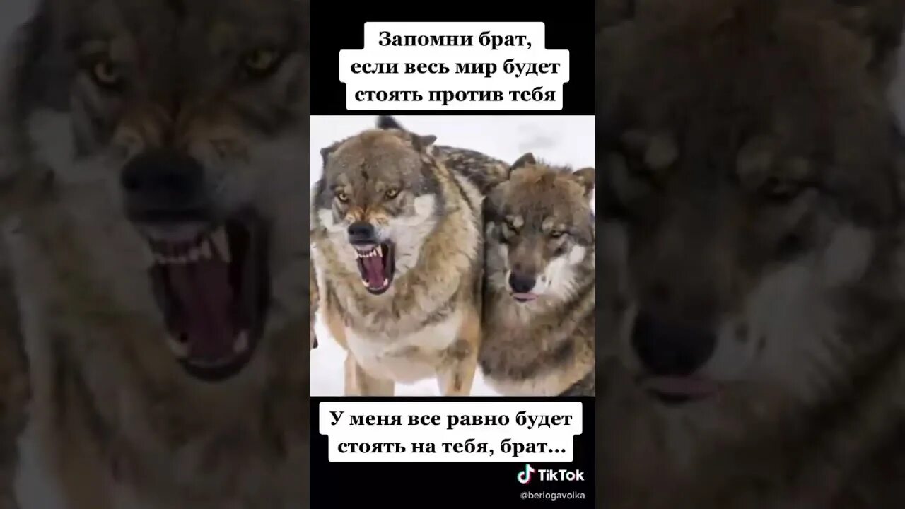 Мемы волк брат. Мемы с волками. Мем волк цитаты запомни брат. Цитаты волка.