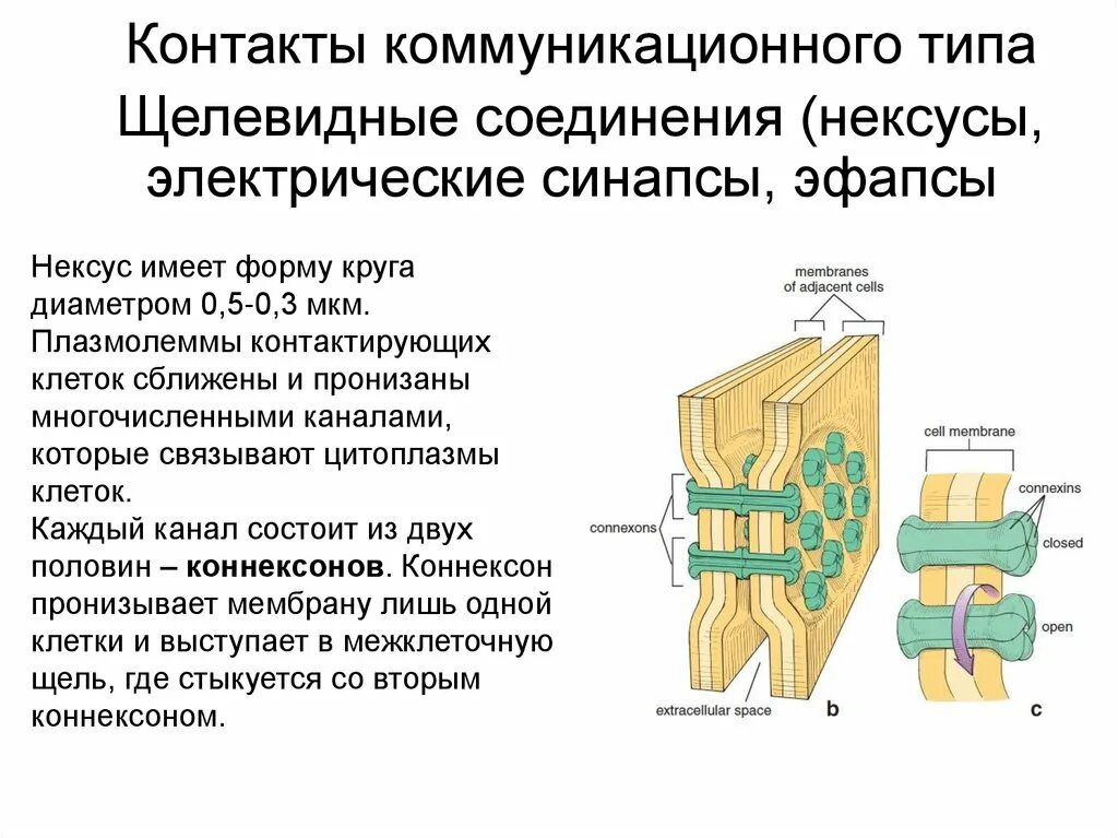 Контакты коммуникационного типа гистология. Межклеточный контакт коммуникационного типа. Типы межклеточных соединений. Межклеточные контакты.