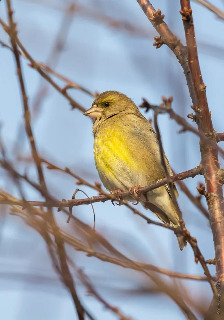 Птичка зеленушка. Зеленушка (обыкновенная зеленушка) (Chloris Chloris (Carduelis Chloris)). Синица зеленушка. Птицы зеленушки птицы зеленушки