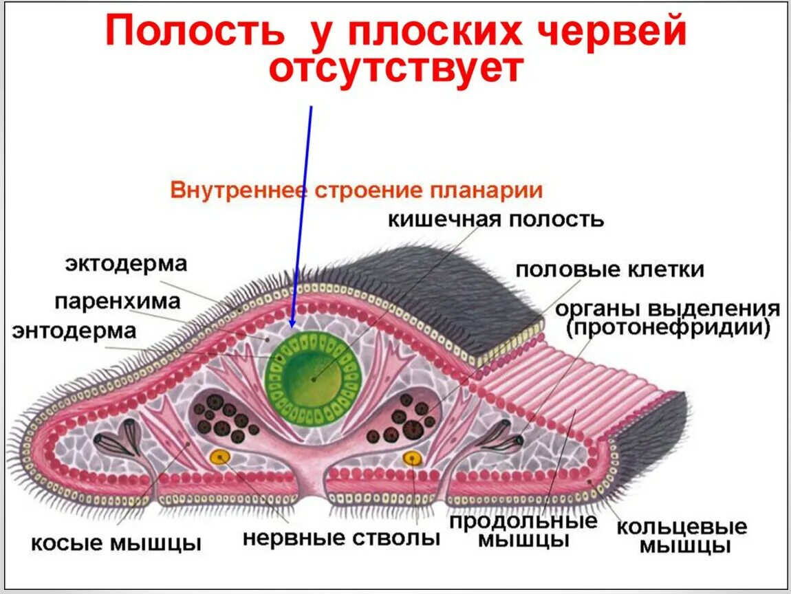 Плоские черви наличие полости