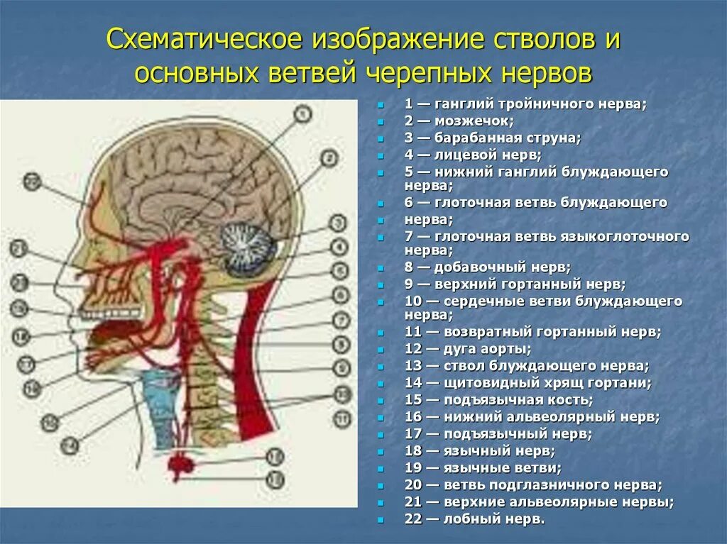 Ветви черепных нервов