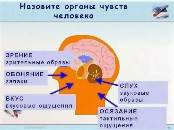 6 Органов чувств человека. Пять видов чувств человека. 5 Органов чувств человека. Шесть чувств человека список.