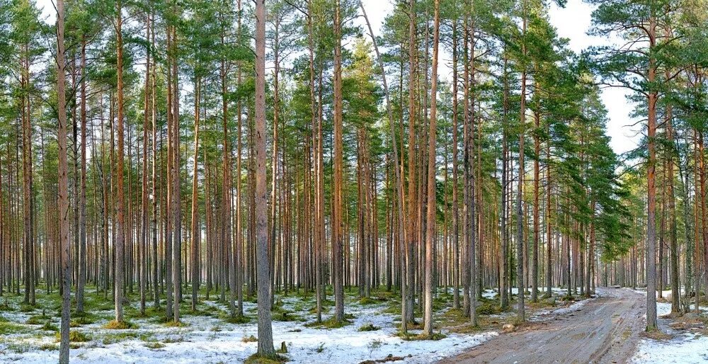 Ангарский лес. Ангарская сосна. Сосновый Бор Ленинградская область лес. Сосновый Бор в Подмосковье лес. Сосновый лес Хабаровск.