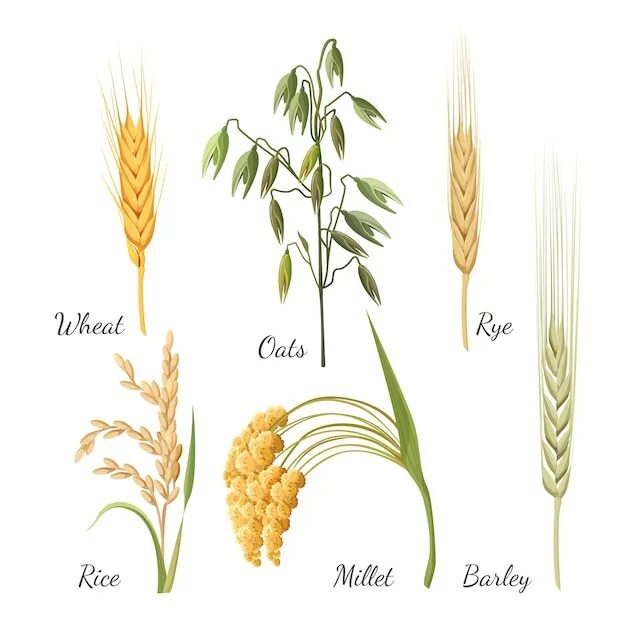 Овес пшеница рожь пшеница рис. Зерно, злаки(просо, рожь, ячмень, овес).. Просо рис овес рис. Рис овес ячмень пшеница. Ячмень и просо