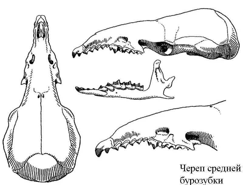 Череп равнозубой бурозубки. Зубная формула бурозубки. Зубная система насекомоядных млекопитающих. Череп землеройки-белозубки. Зубная формула насекомоядных