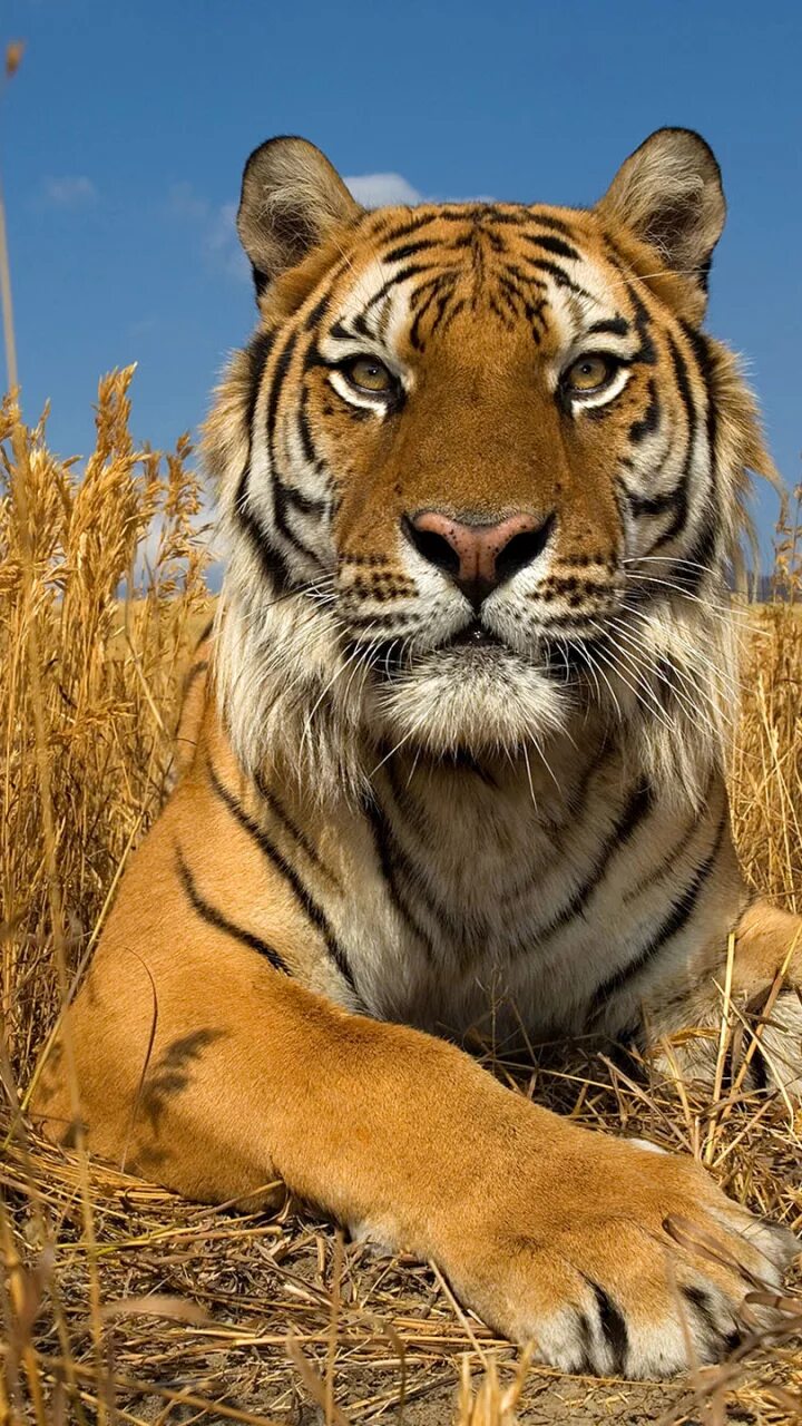 Заставки на телефон тиграми бесплатные. Тигр. Красивый тигр. Тигр в красивой природы. Очень красивый тигр.