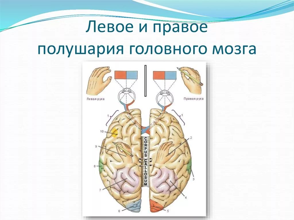 Полушария головного мозга. Левое и правое полушарие мозга. Левое полушарие головного мозга. Функции левого и правого полушария головного мозга. Правое полушарие больше левого