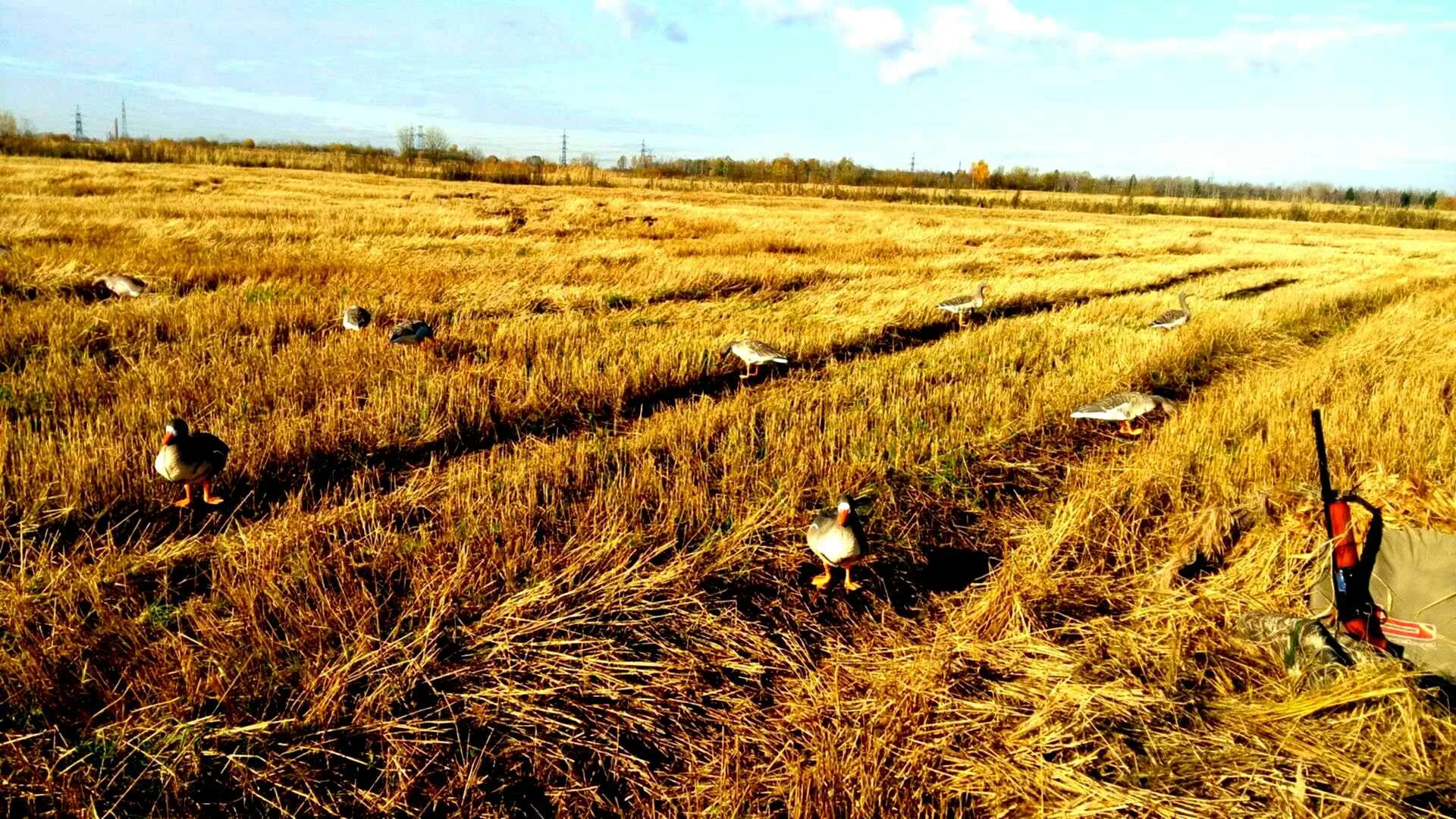 Field message. Русское поле около уток. Фото земельного участка поля осенью Ставропольский край.