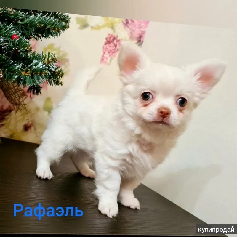 Чихуахуа тольятти. Карликовый чихуахуа. Чихуахуа тольятти. Щенки чихуахуа мини. Чихуахуа тольятти.