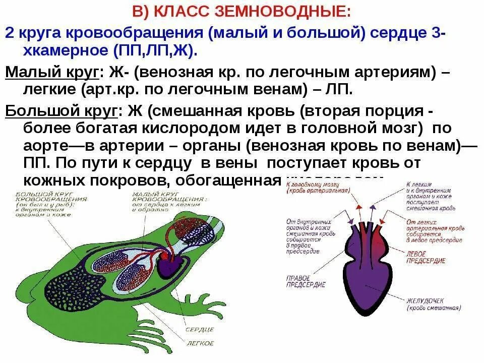 Второй круг кровообращения возник. Малый круг кровообращения у земноводных схема. Кровеносная система лягушки кровь. Кровеносная система земноводных схема. Земноводные кровеносная система системы.