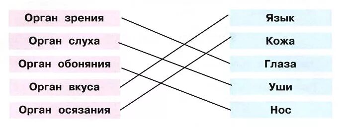 Соедини слова левого столбика. Органы чувств. Органы чувств рабочая тетрадь. Обобщи полученные знания об органах чувств. Органы чувству класс рабочая тетрадь.